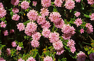 APII jpeg image of Pimelea ciliata  © contact APII