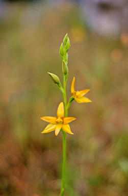 APII jpeg image of Thelymitra fuscolutea  © contact APII