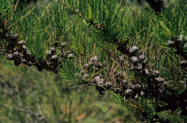 APII jpeg image of Allocasuarina humilis  © contact APII