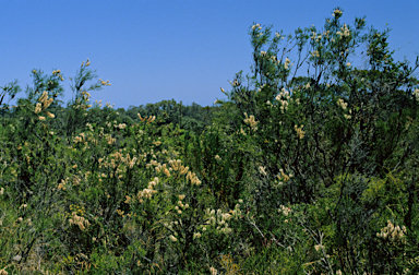 APII jpeg image of Melaleuca huegelii  © contact APII