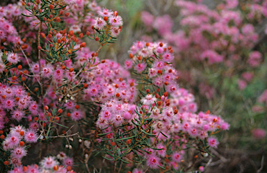 APII jpeg image of Verticordia densiflora  © contact APII