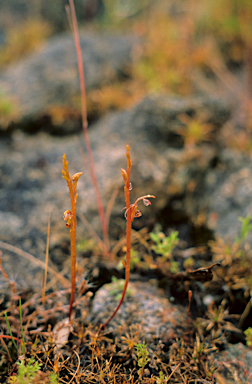 APII jpeg image of Spiculaea ciliata  © contact APII