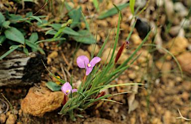 APII jpeg image of Patersonia pygmaea  © contact APII