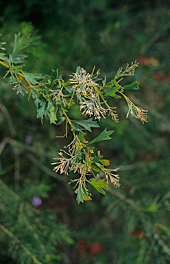 APII jpeg image of Grevillea manglesii subsp. manglesii  © contact APII