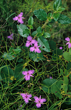 APII jpeg image of Thysanotus manglesianus  © contact APII