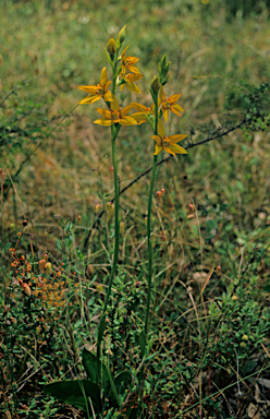 APII jpeg image of Thelymitra dedmaniarum  © contact APII