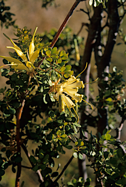 APII jpeg image of Lambertia inermis  © contact APII