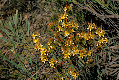 APII jpeg image of Calytrix depressa  © contact APII