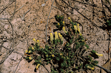 APII jpeg image of Lechenaultia tubiflora  © contact APII