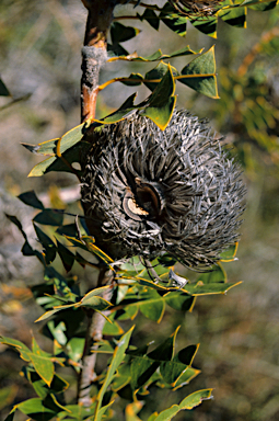 APII jpeg image of Banksia baxteri  © contact APII