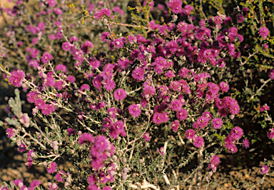 APII jpeg image of Melaleuca pentagona  © contact APII