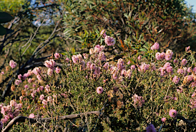 APII jpeg image of Melaleuca subfalcata  © contact APII