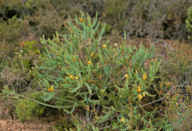 APII jpeg image of Daviesia striata  © contact APII