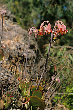 APII jpeg image of Cotyledon orbiculata  © contact APII