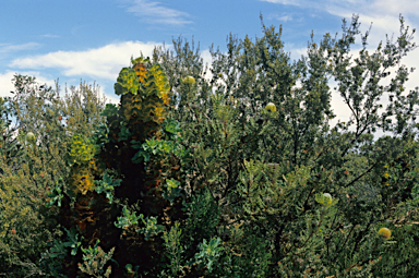 APII jpeg image of Banksia baxteri  © contact APII