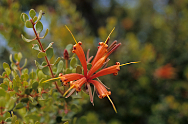 APII jpeg image of Lambertia inermis  © contact APII