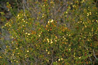 APII jpeg image of Acacia ingrata  © contact APII