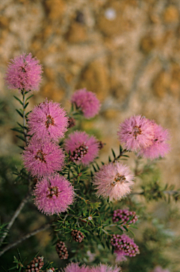 APII jpeg image of Melaleuca striata  © contact APII