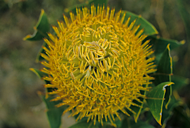 APII jpeg image of Banksia baxteri  © contact APII