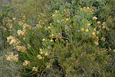 APII jpeg image of Conospermum teretifolium  © contact APII