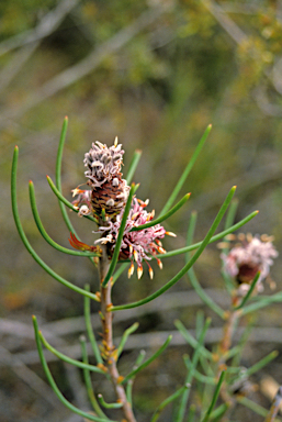 APII jpeg image of Isopogon scabriusculus  © contact APII