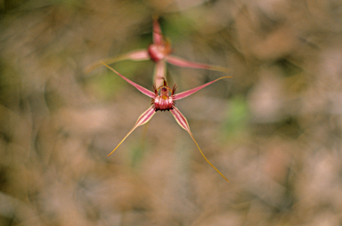 APII jpeg image of Caladenia denticulata  © contact APII