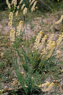 APII jpeg image of Stackhousia monogyna  © contact APII