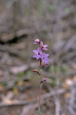 APII jpeg image of Thelymitra campanulata  © contact APII