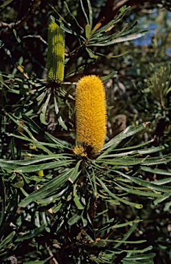 APII jpeg image of Banksia attenuata  © contact APII