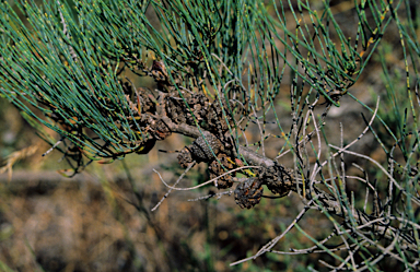 APII jpeg image of Allocasuarina fraseriana  © contact APII