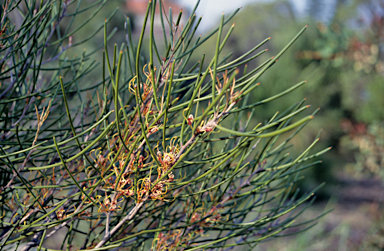 APII jpeg image of Hakea trifurcata  © contact APII