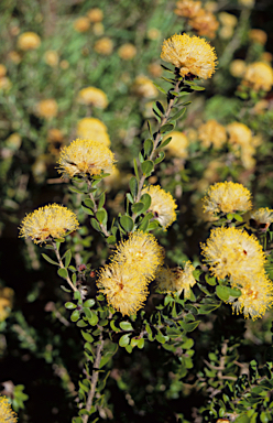 APII jpeg image of Melaleuca ciliosa  © contact APII