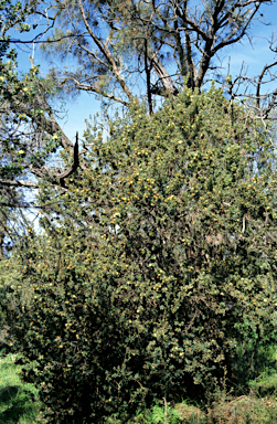 APII jpeg image of Banksia praemorsa  © contact APII