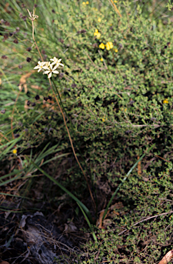 APII jpeg image of Burchardia multiflora  © contact APII