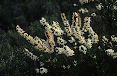 APII jpeg image of Hakea costata  © contact APII