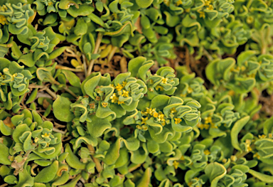 APII jpeg image of Tetragonia decumbens  © contact APII