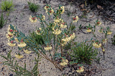 APII jpeg image of Pimelea floribunda  © contact APII