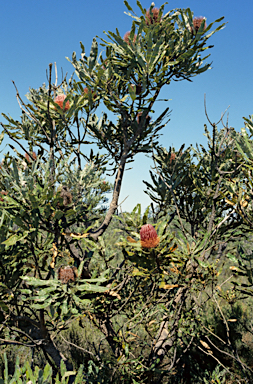 APII jpeg image of Banksia menziesii  © contact APII