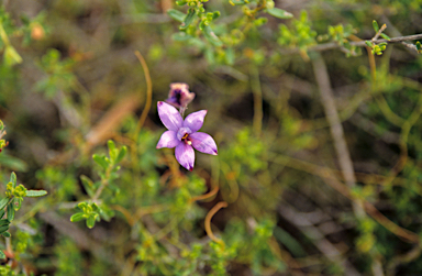 APII jpeg image of Elythranthera brunonis  © contact APII