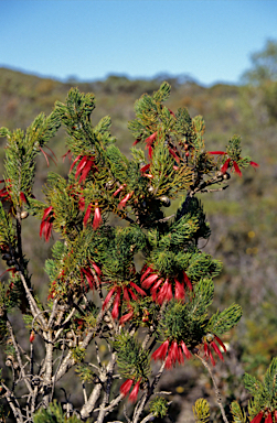 APII jpeg image of Calothamnus quadrifidus  © contact APII