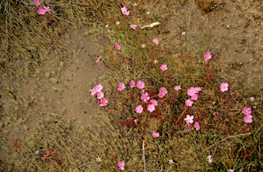 APII jpeg image of Drosera menziesii  © contact APII