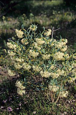 APII jpeg image of Pimelea floribunda  © contact APII