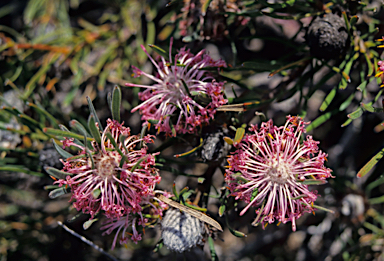 APII jpeg image of Isopogon linearis  © contact APII