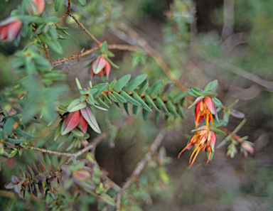 APII jpeg image of Darwinia citriodora  © contact APII