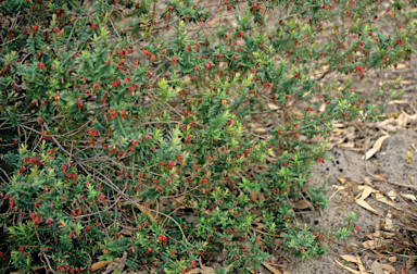 APII jpeg image of Darwinia citriodora  © contact APII