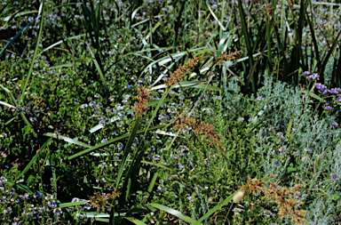 APII jpeg image of Lepidosperma gladiatum  © contact APII