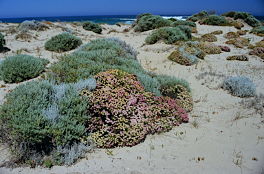 APII jpeg image of Pimelea ferruginea  © contact APII