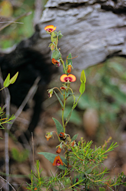 APII jpeg image of Bossiaea ornata  © contact APII