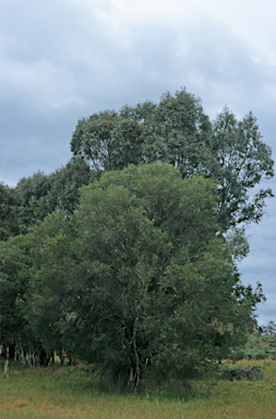 APII jpeg image of Melaleuca rhaphiophylla  © contact APII