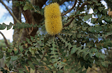 APII jpeg image of Banksia grandis  © contact APII